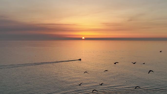 一群海鸥从夕阳前飞过