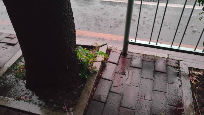 下雨天马路边树下植物【60帧】