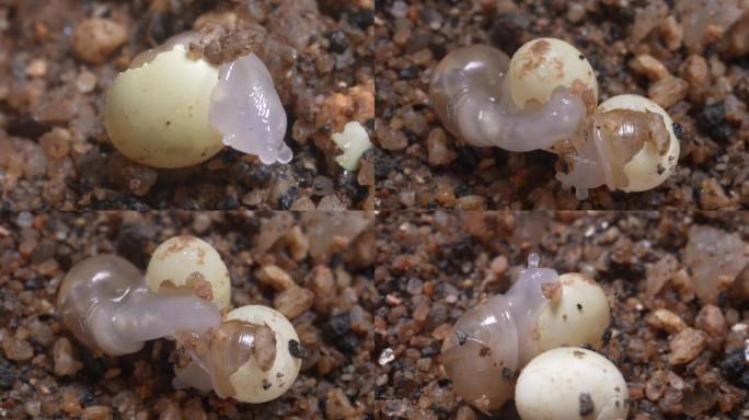 出壳小蜗牛吃卵壳