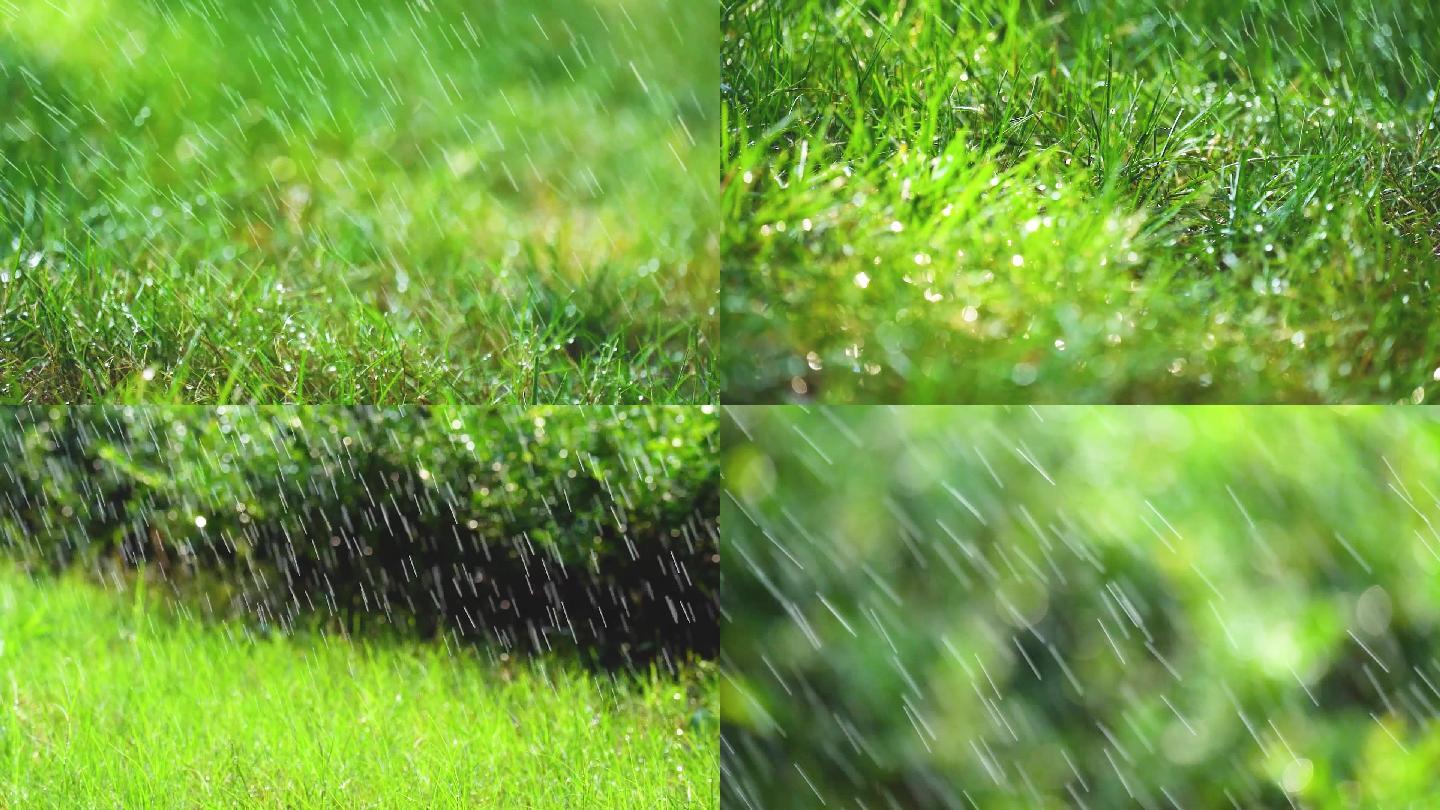 雨天下雨绿色小草雨滴