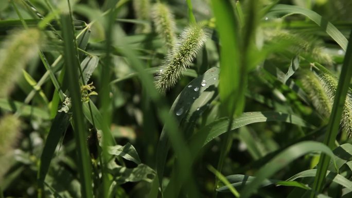 清晨野外草地里草叶上的露珠