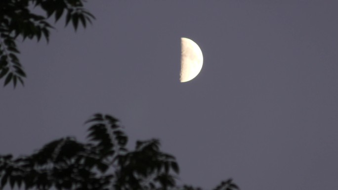 月亮升起月夜月儿弯弯月亮夜空摇曳的树夜幕