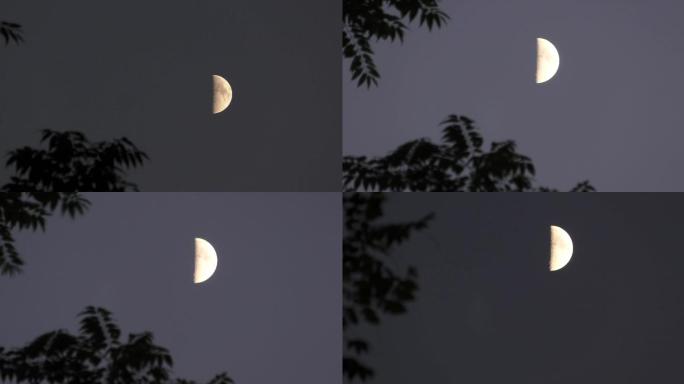 月亮升起月夜月儿弯弯月亮夜空摇曳的树夜幕