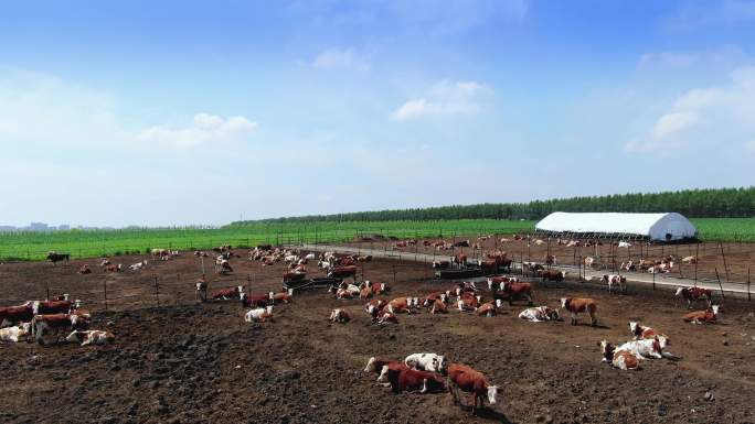 黄牛肉牛养殖养牛场畜牧业牛群航拍视频素材