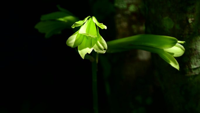 夏日阳光树叶绿植花朵蝴蝶