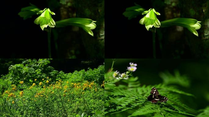 夏日阳光树叶绿植花朵蝴蝶