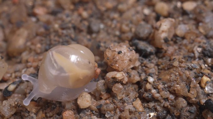 蜗牛孵化出壳