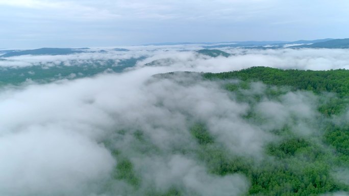 4K实拍-航拍原始森林晨雾3