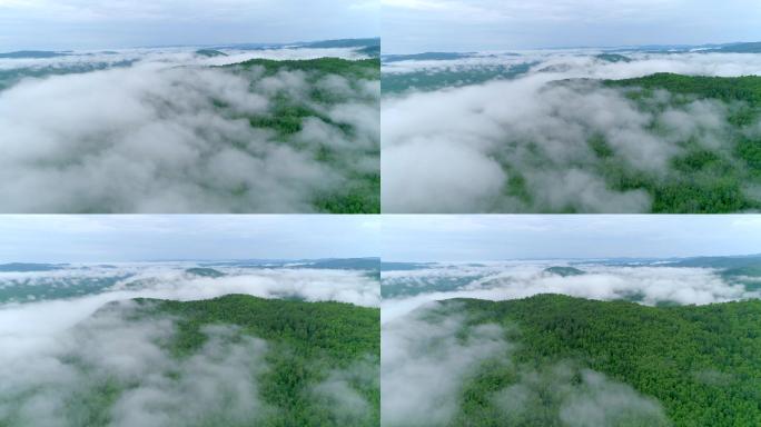 4K实拍-航拍原始森林晨雾3