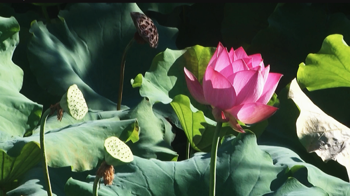 荷花视频 莲花绽放 延时