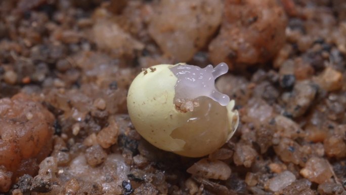 蜗牛孵化 出壳