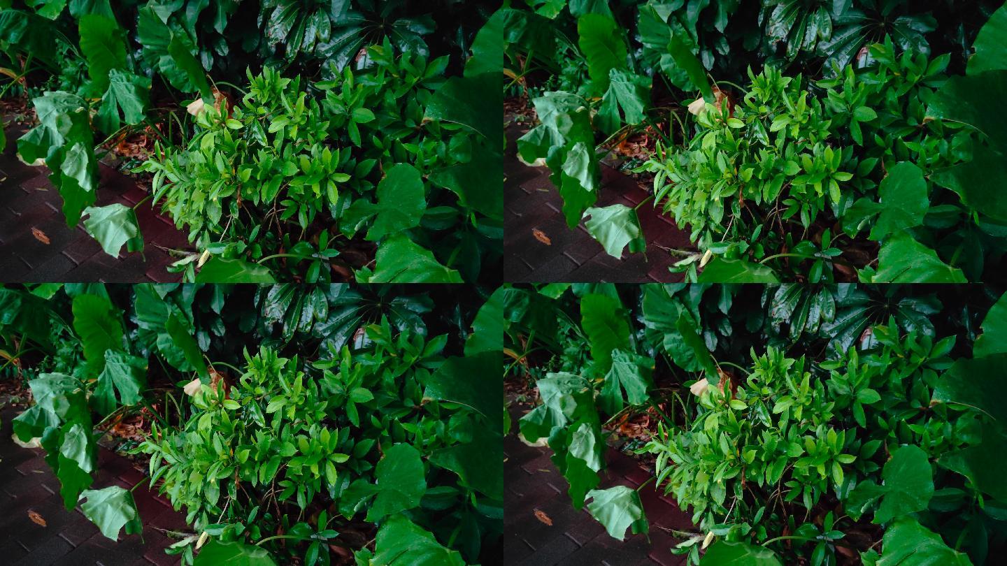 下雨天绿色植物【60帧】
