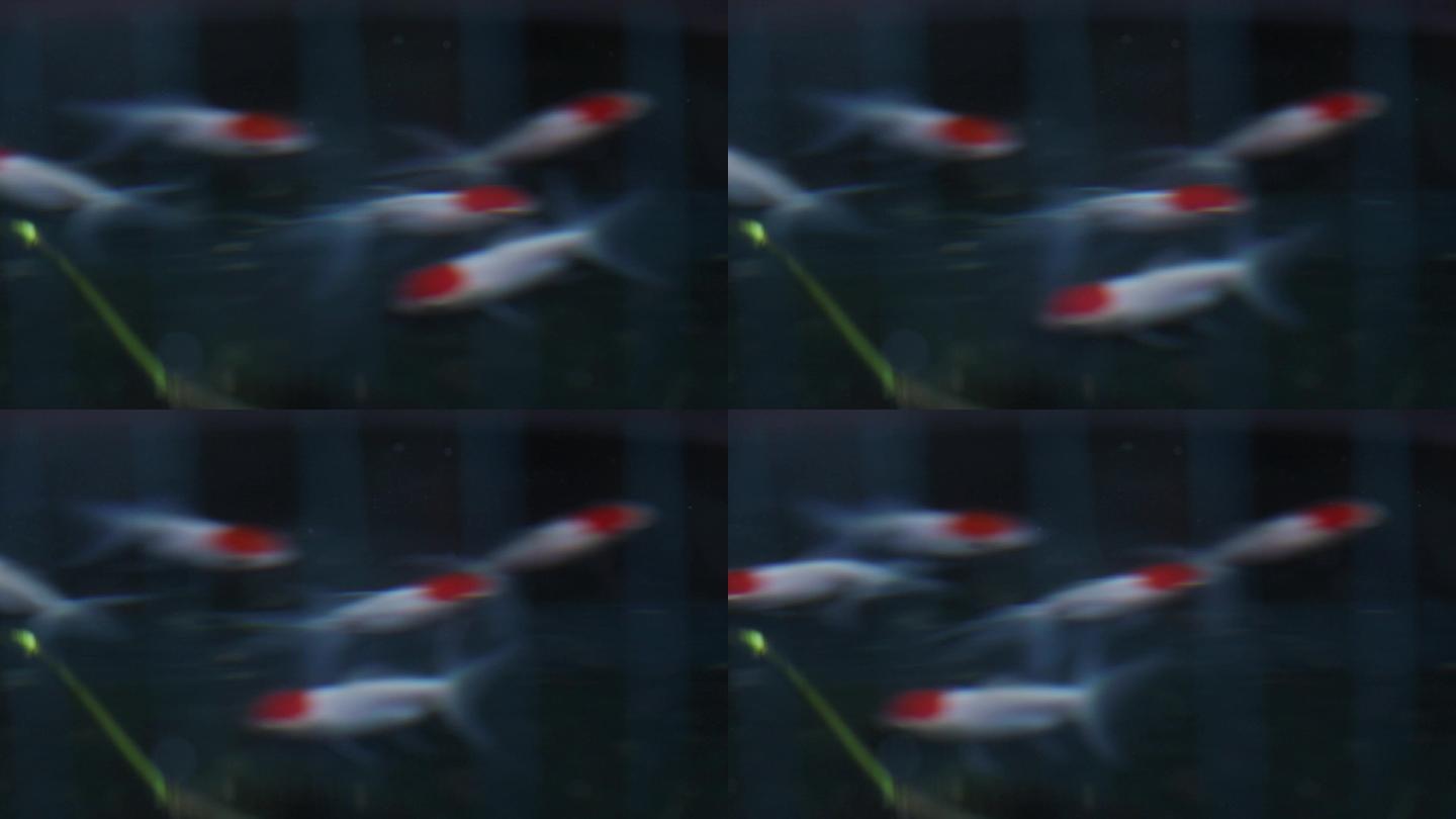 水中游动的金鱼虚焦镜头