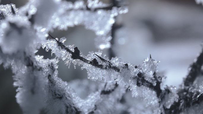 树枝结冰结霜