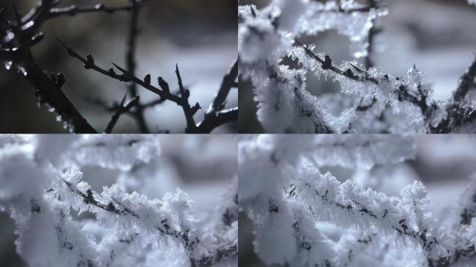 树枝结冰结霜