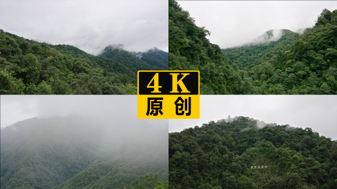 深山老林原始森林延时摄影 4K50fps