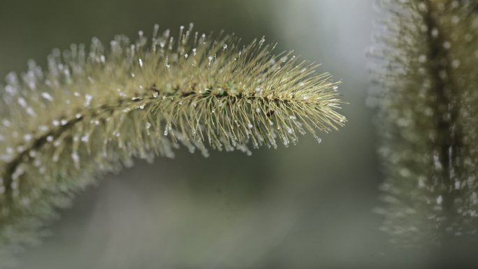 狗尾巴草结冰结霜延时