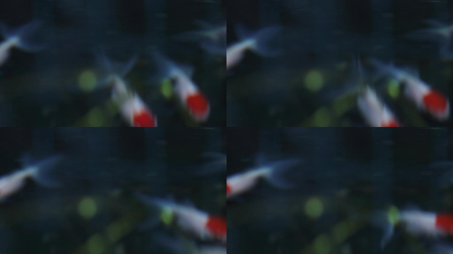 水中的金鱼虚焦镜头