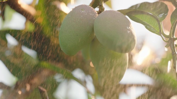 雨中芒果种植贵妃红金龙004