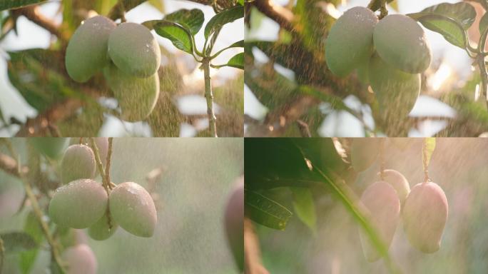 雨中芒果种植贵妃红金龙004