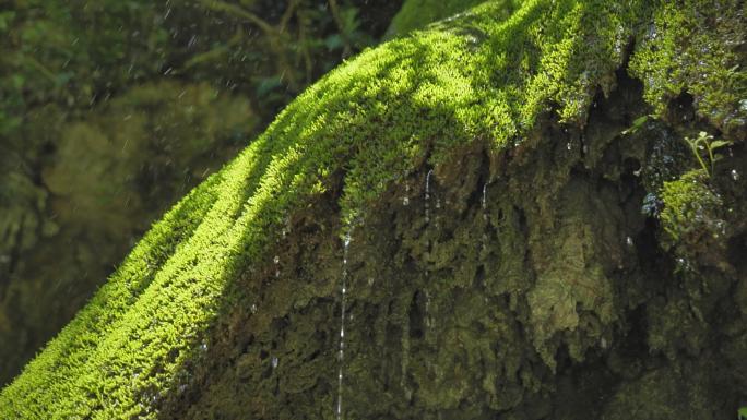 原始生态潮湿苔藓滴落流水景观