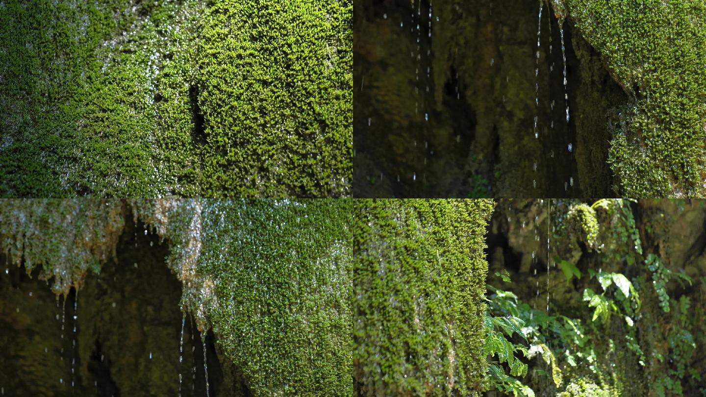 原始生态潮湿苔藓滴落流水景观