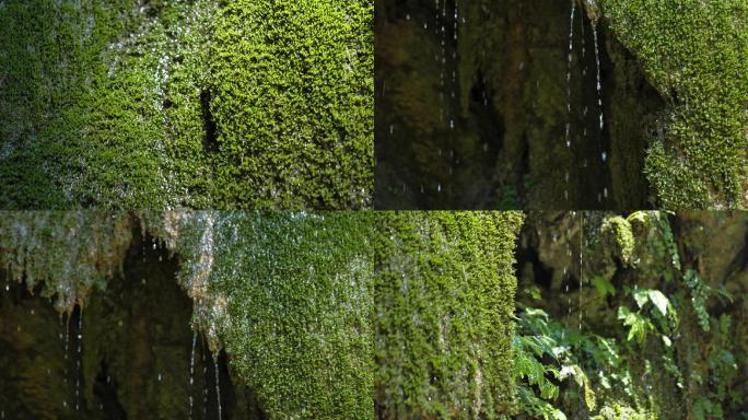 原始生态潮湿苔藓滴落流水景观