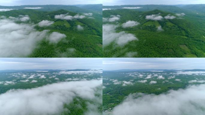 4K实拍-航拍原始森林晨雾4