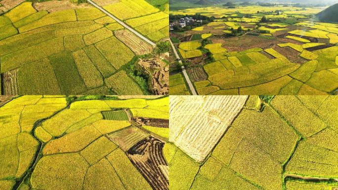 乡村农村农业金色稻田水稻成熟收获季节