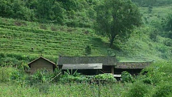 90年代云南农业农村农民水稻种植梯田