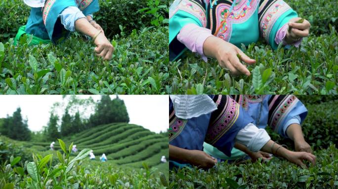 少数民族少女们采摘茶叶