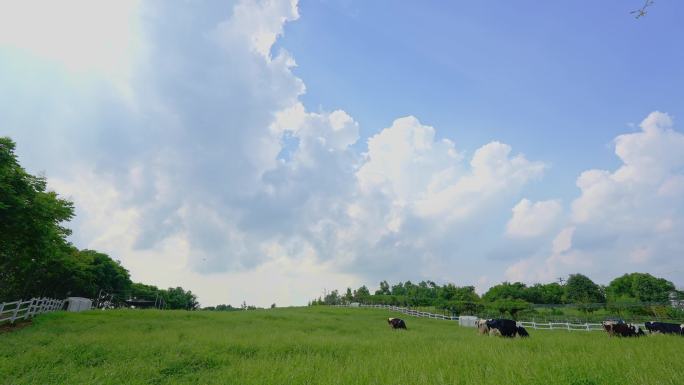 原野牧场 蓝天 白云 草地 奶牛 延时