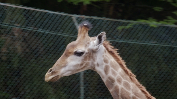 动物园长颈鹿特写实拍高清