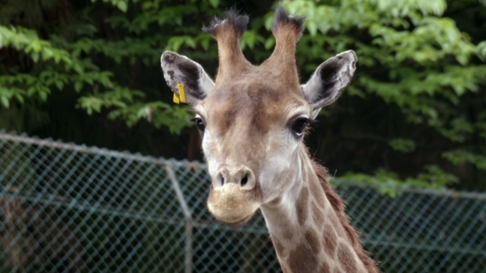 动物园长颈鹿特写实拍高清