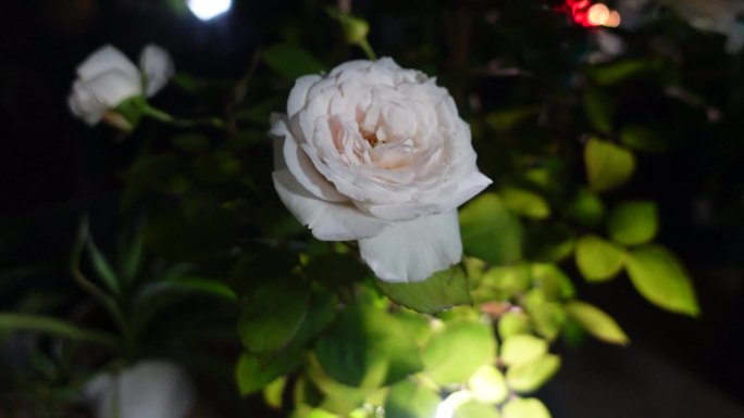 晚上夜灯下唯美白色的玫瑰月季鲜花