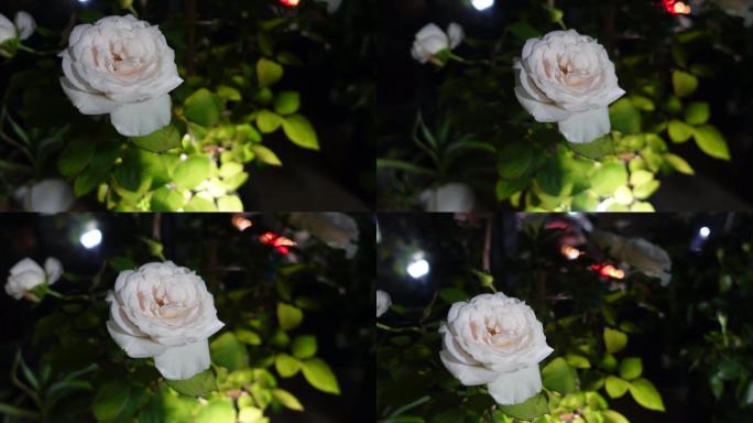 晚上夜灯下唯美白色的玫瑰月季鲜花