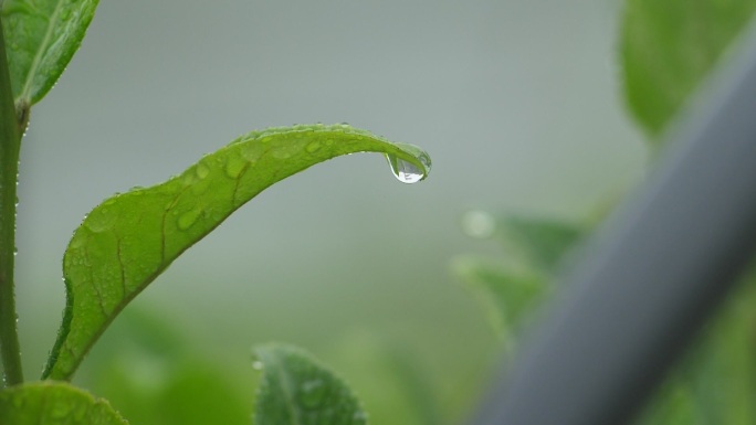 茶叶水滴嫩芽特写新鲜茶叶原创英红九号唯美