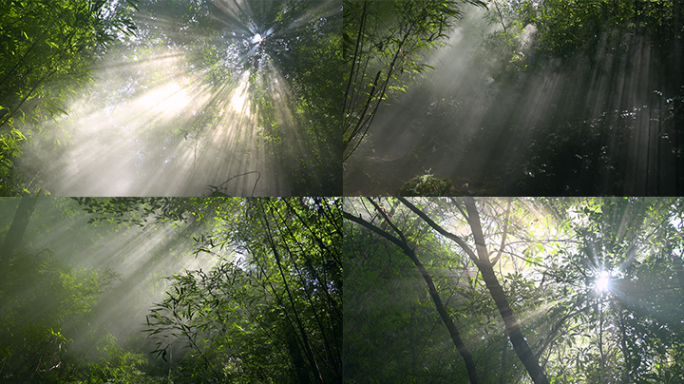 森林天然氧吧晨雾唯美树林