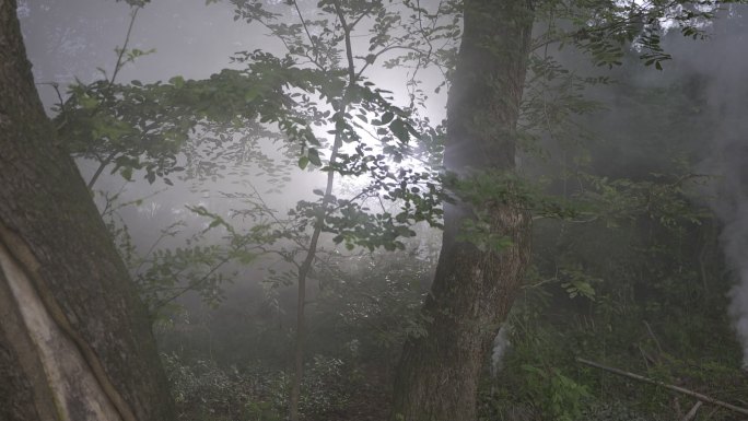 烟雾树木森林细节氛围