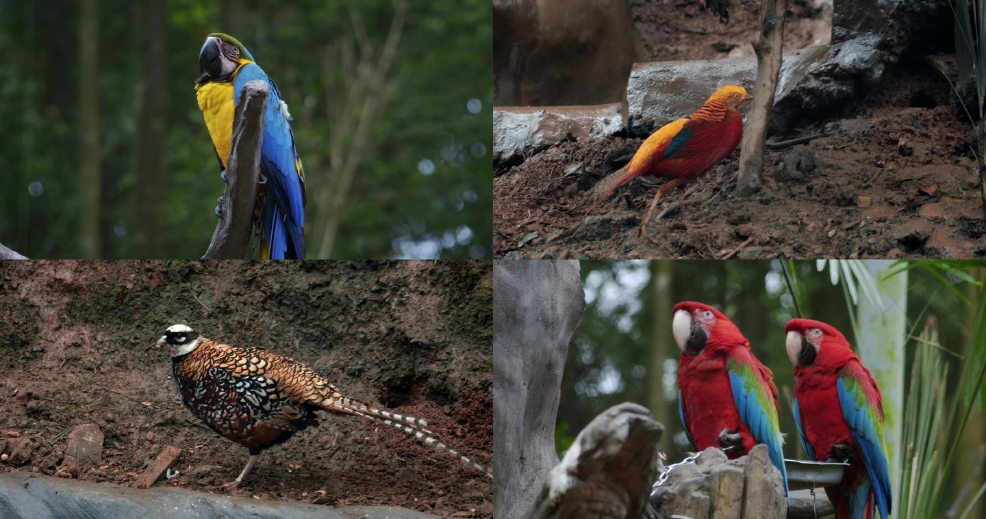 动物园实拍鸟类高清视频