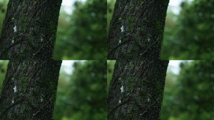 树木树干雨景下雨特写青苔苔藓