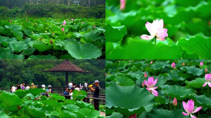 4K湿地公园 荷花 人群观赏荷花