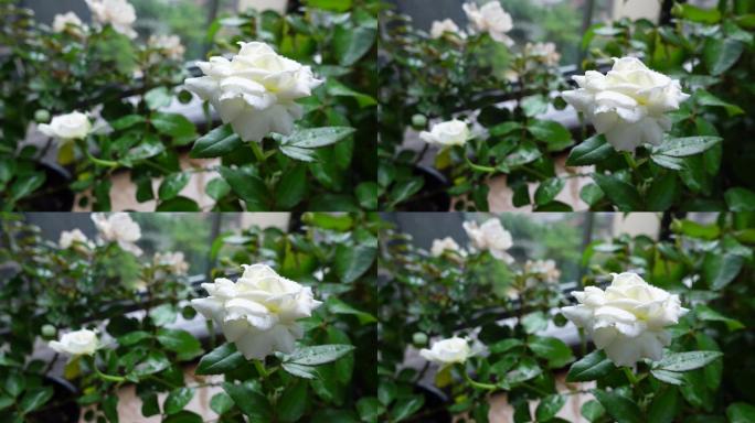 雨后的白色玫瑰月季