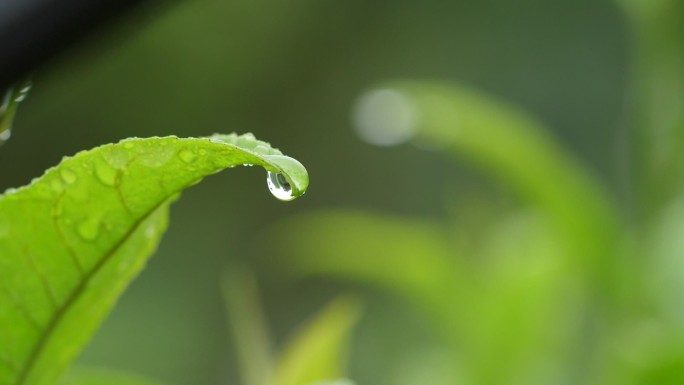 茶叶水滴嫩芽特写新鲜茶叶原创英红九号唯美