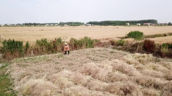 油菜籽油菜地菜籽油地收获加工打菜籽航拍