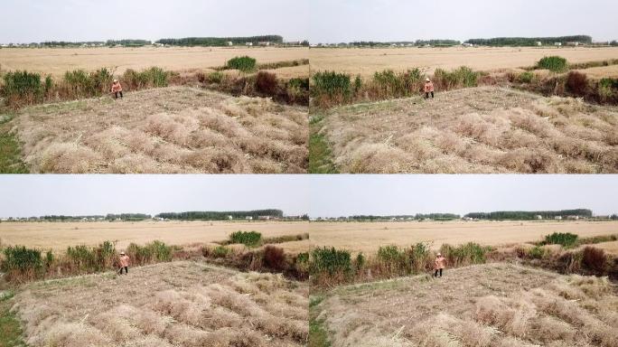 油菜籽油菜地菜籽油地收获加工打菜籽航拍