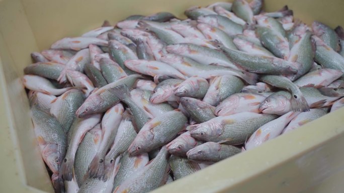 工厂里的红鼓鱼美国红鱼黑斑红鲈斑点尾鲈