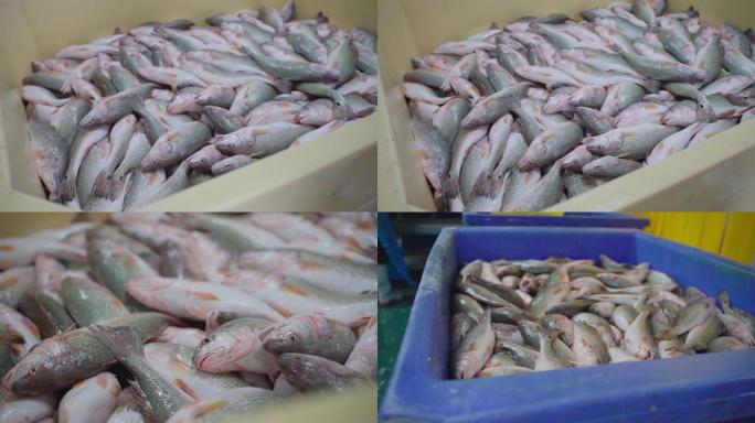 工厂里的红鼓鱼美国红鱼黑斑红鲈斑点尾鲈