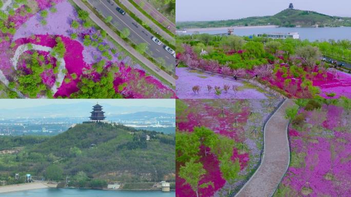 文昌湖花海