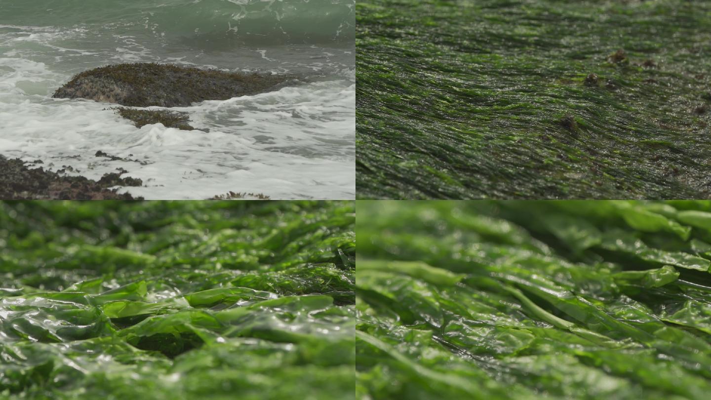 实拍大海里的野生紫菜，野生紫菜素材